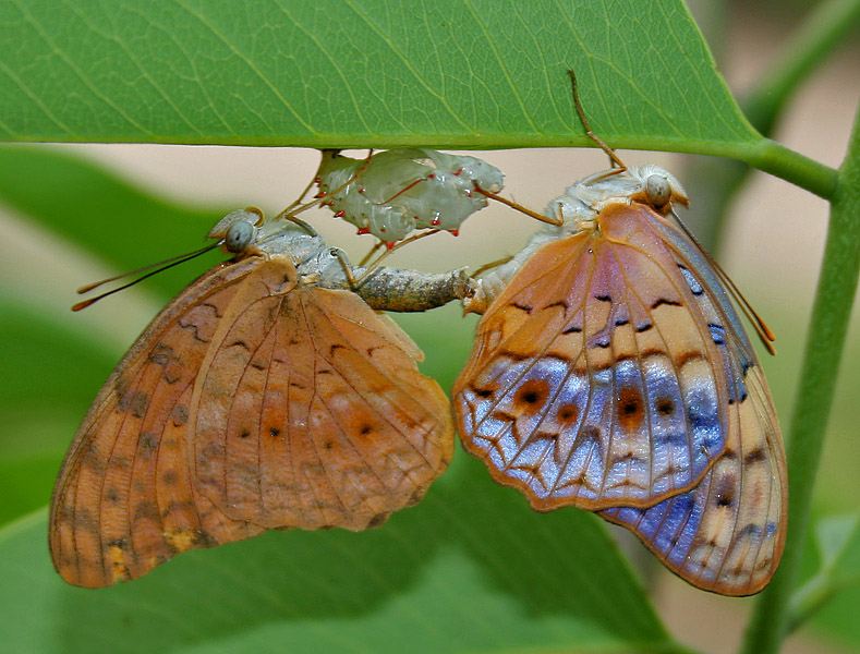 File:Common Leopard (Phalanta phalantha) mating with newly imerged butterfly in Hyderabad, AP W IMG 9390.jpg