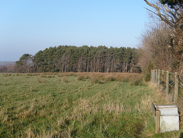 File:Coniferous plantation, northern area of Brothybeck Wood - geograph.org.uk - 708300.jpg