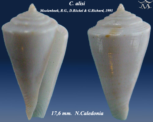 File:Conus alisi 1.jpg