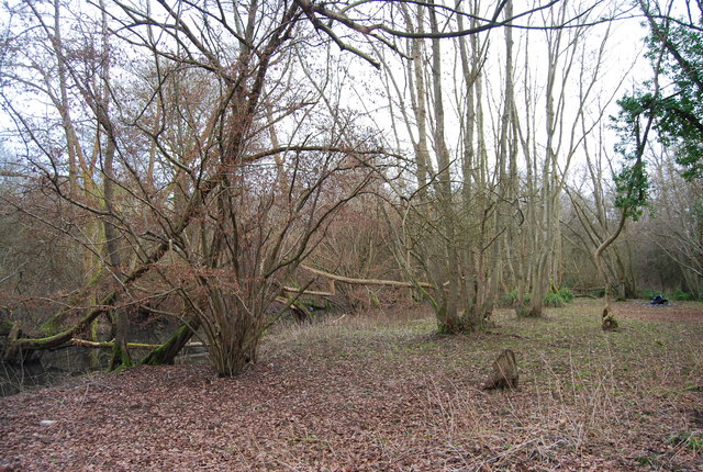 File:Coppiced trees by the River Medway - geograph.org.uk - 1159044.jpg