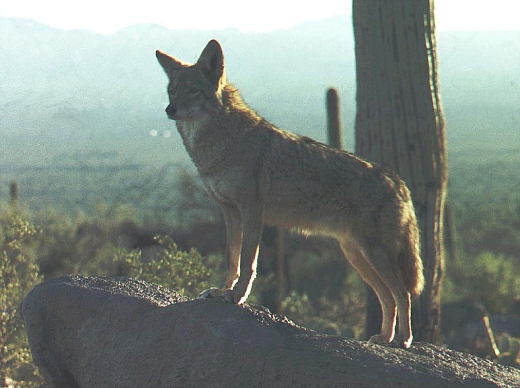 File:Coyote, Arizona (49238964601).jpg - Wikimedia Commons