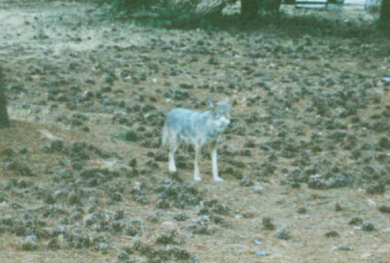 File:Coyote Yosemite.jpg