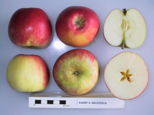 File:Cross section of Baker's Delicious, National Fruit Collection (acc. 1947-039).jpg