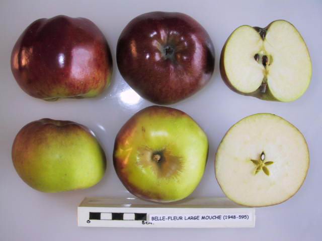 File:Cross section of Belle-Fleur Large Mouche, National Fruit Collection (acc. 1948-595).jpg