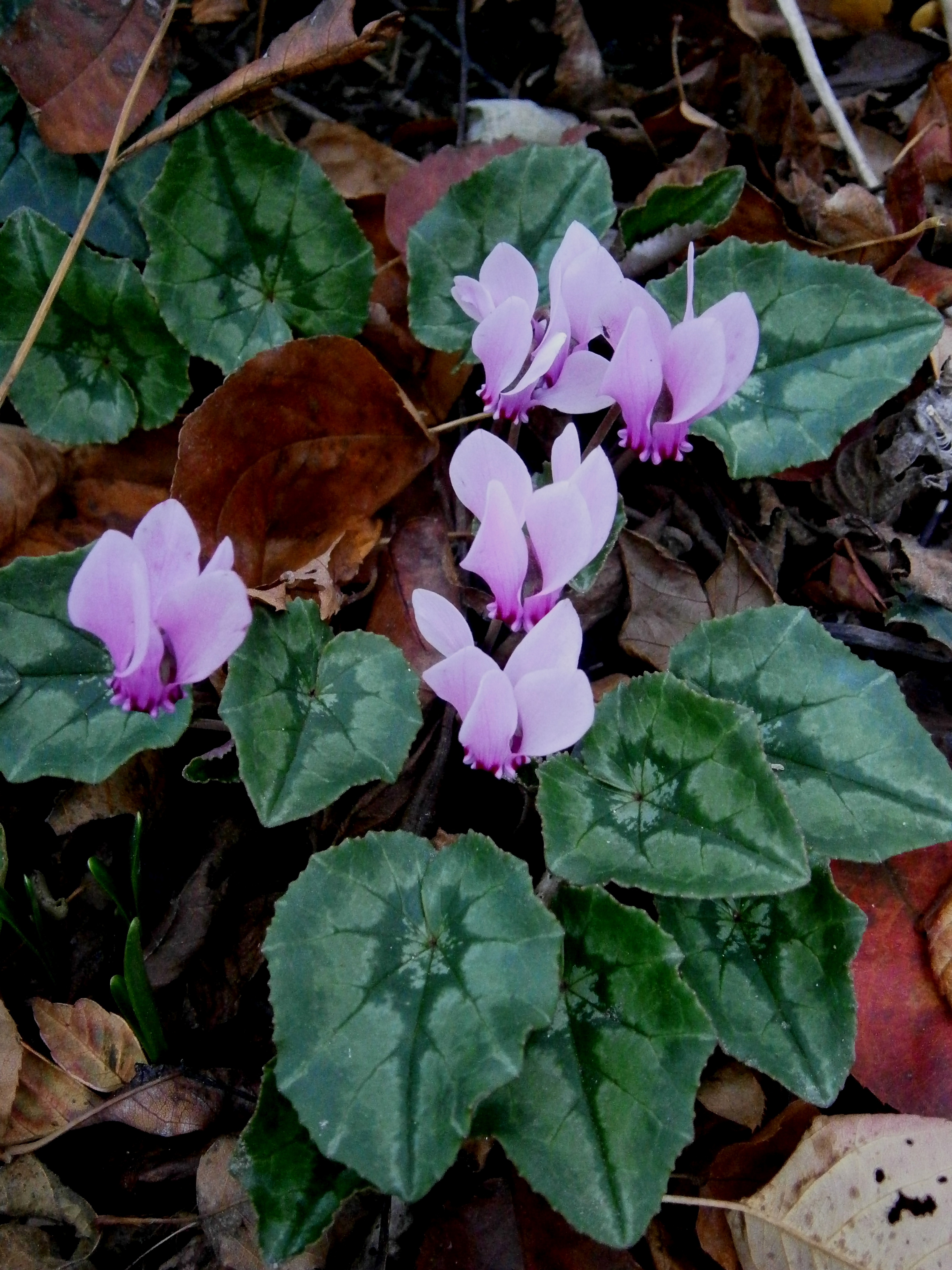 Cyclamen hederifolium - Wikipedia, la enciclopedia libre