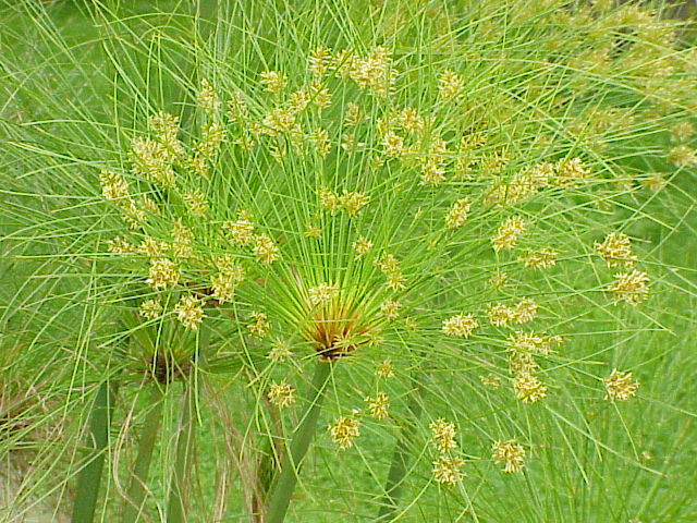 File:Cyperus papyrus1.jpg