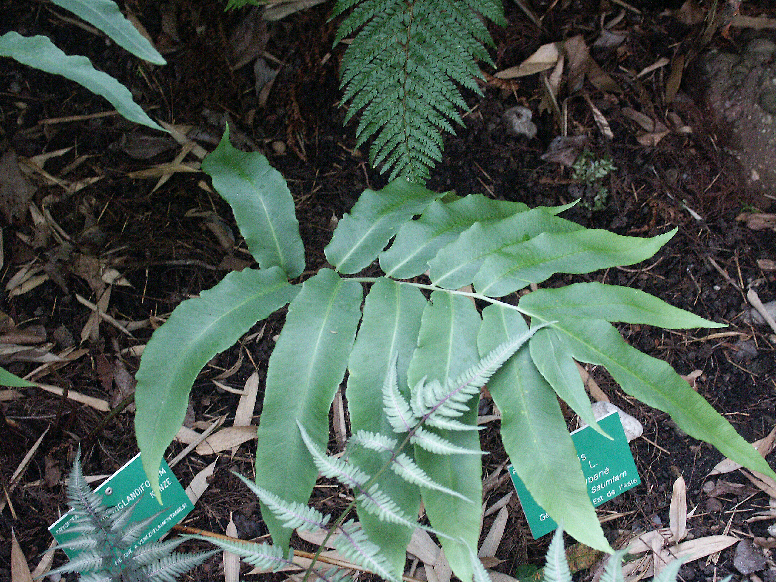 Fronde (botanique) — Wikipédia