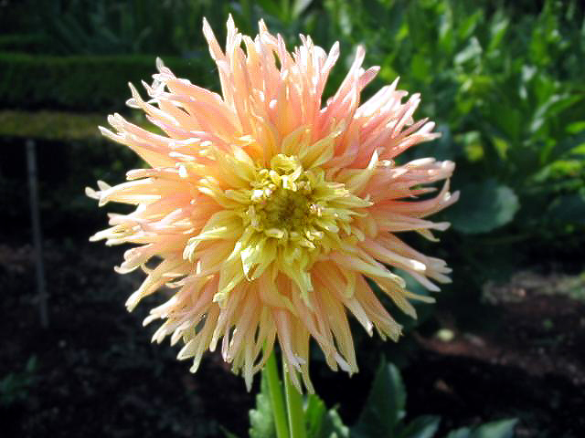 File:Dahlia Gina Lombaert.jpg