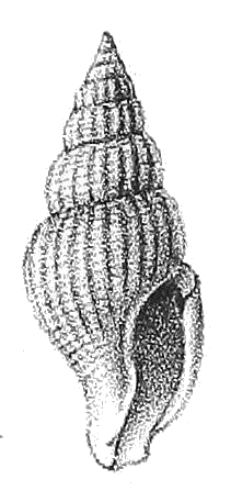 <i>Daphnella evergestis</i> Species of gastropod