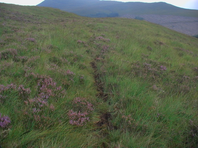 File:Deer track taking advantage of the parallel road - geograph.org.uk - 944564.jpg