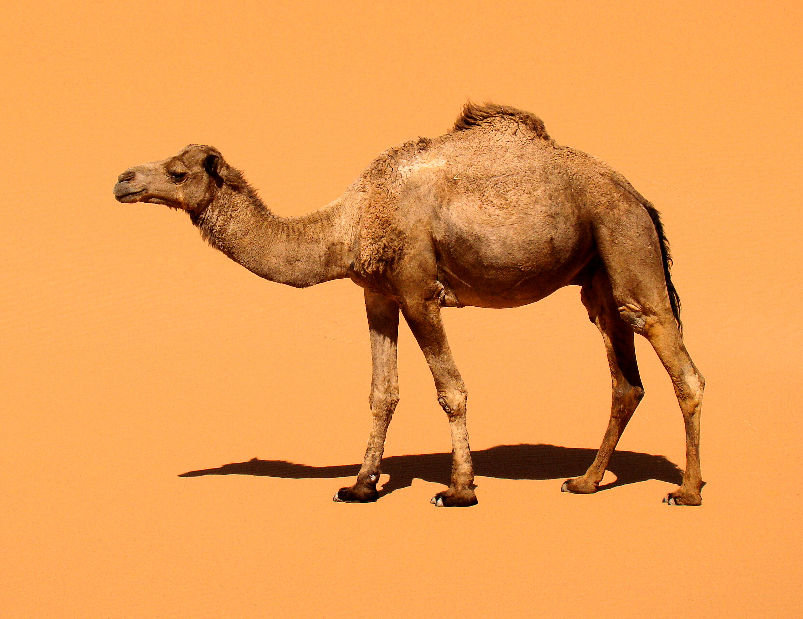 dromedary