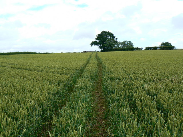 File:Footpath through wheat, near Chelwood - geograph.org.uk - 484485.jpg