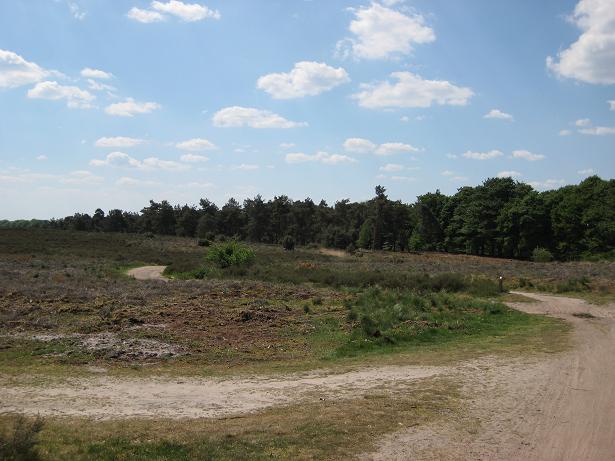 File:Forest edge with heathland (Salland ridge, Netherlands 2008) (2490045498).jpg