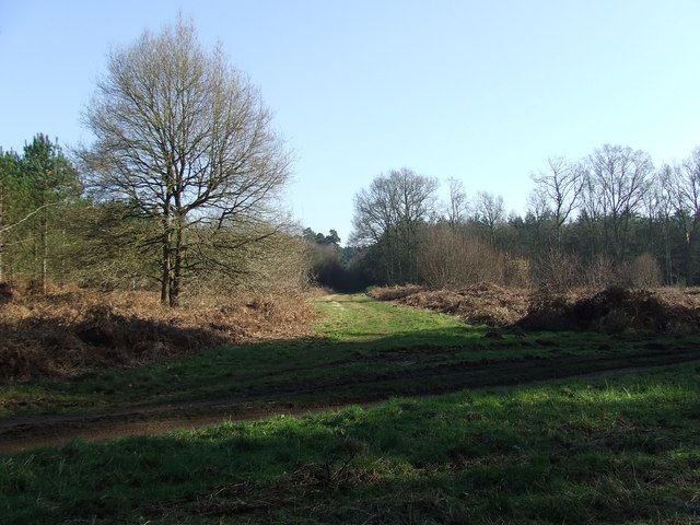 File:Forest track - geograph.org.uk - 686863.jpg