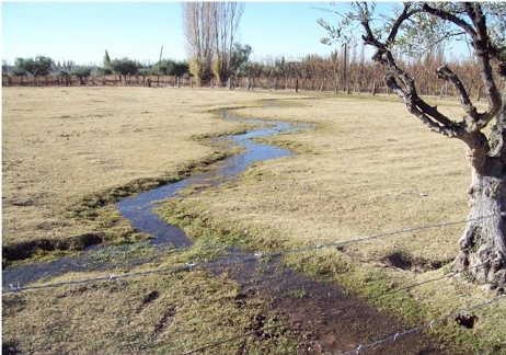 File:Galba neotropica habitat 2.png