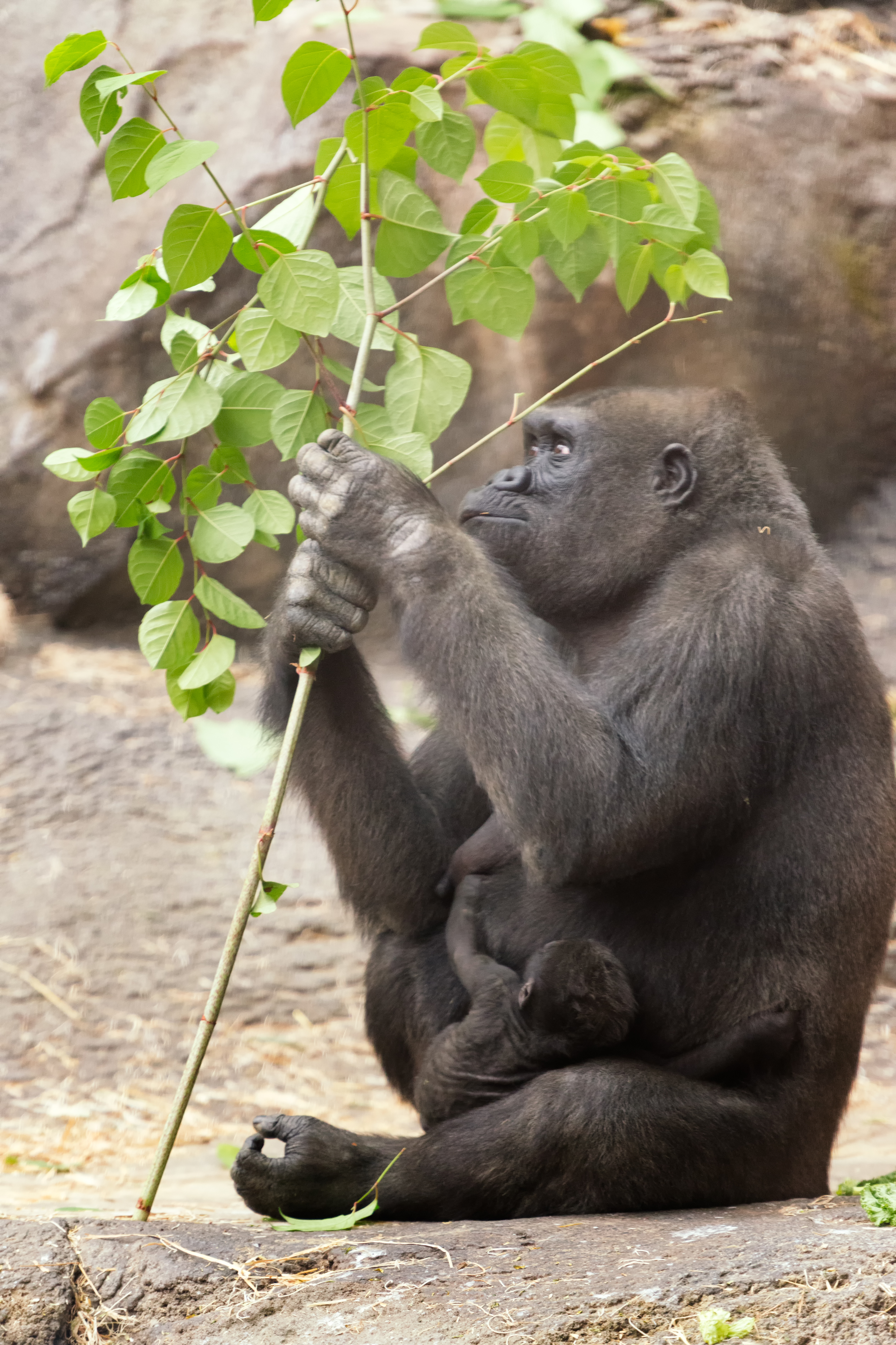 Gorilla Mom Eating Leaves and Holding Baby (18661919429).jpg