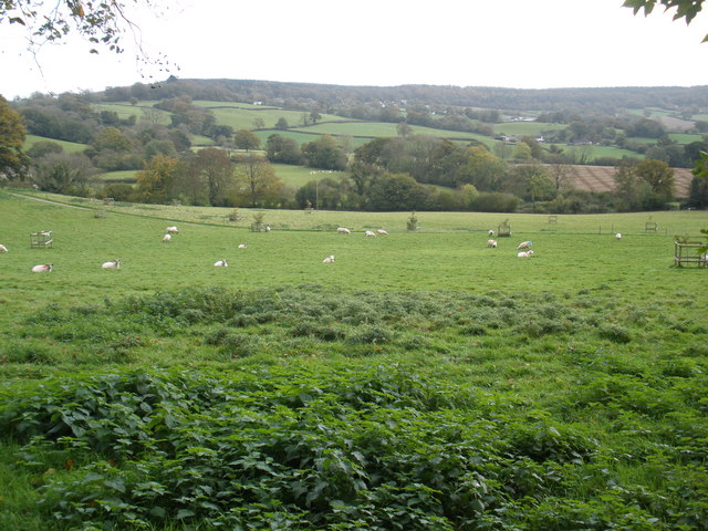 File:Grazing sheep, on Mortimers Farm - geograph.org.uk - 1021903.jpg