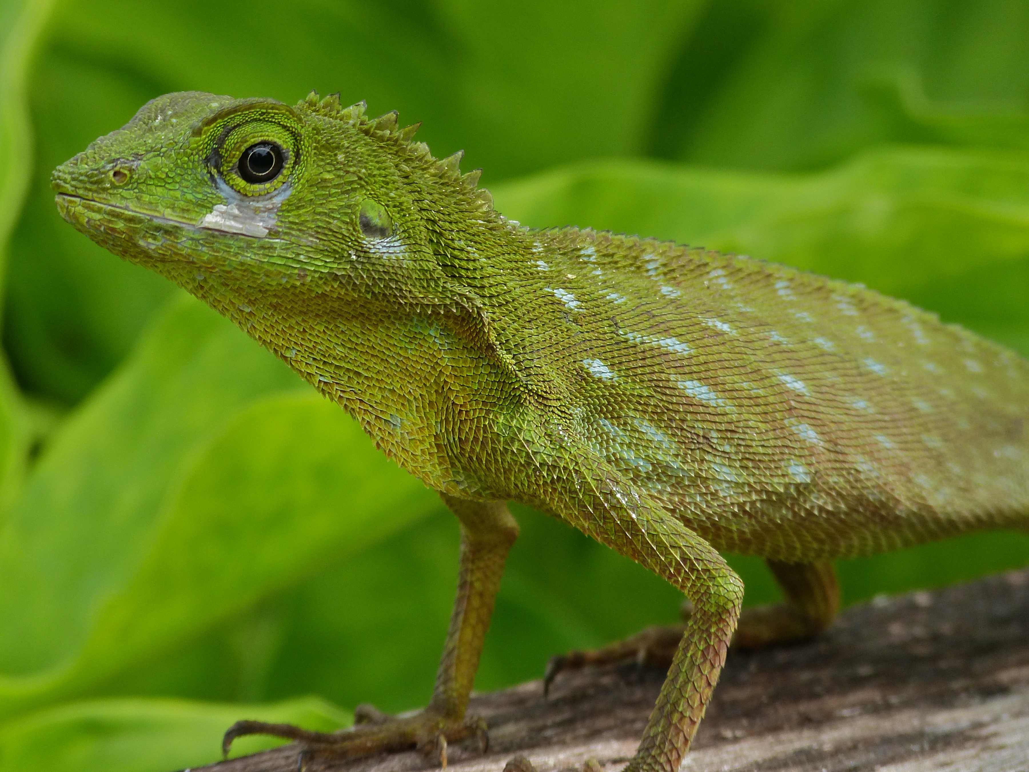 Green Crested Lizard (Bronchocela cristatella) (8080337487).jpg