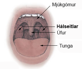 Hálseitlar