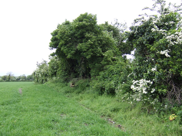 File:Hedgerow east of the R108 near Calliaghstown - geograph.org.uk - 451562.jpg