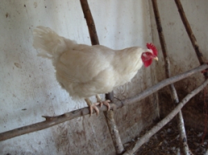 A photo of a hen sitting on a roost