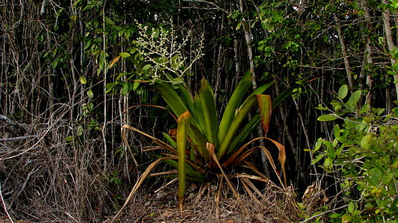 File:Hohenbergia blanchetii (Baker) E.Morren ex Mez - Flickr - Alex Popovkin, Bahia, Brazil (1).jpg