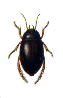 <i>Ilybius fenestratus</i> Species of beetle