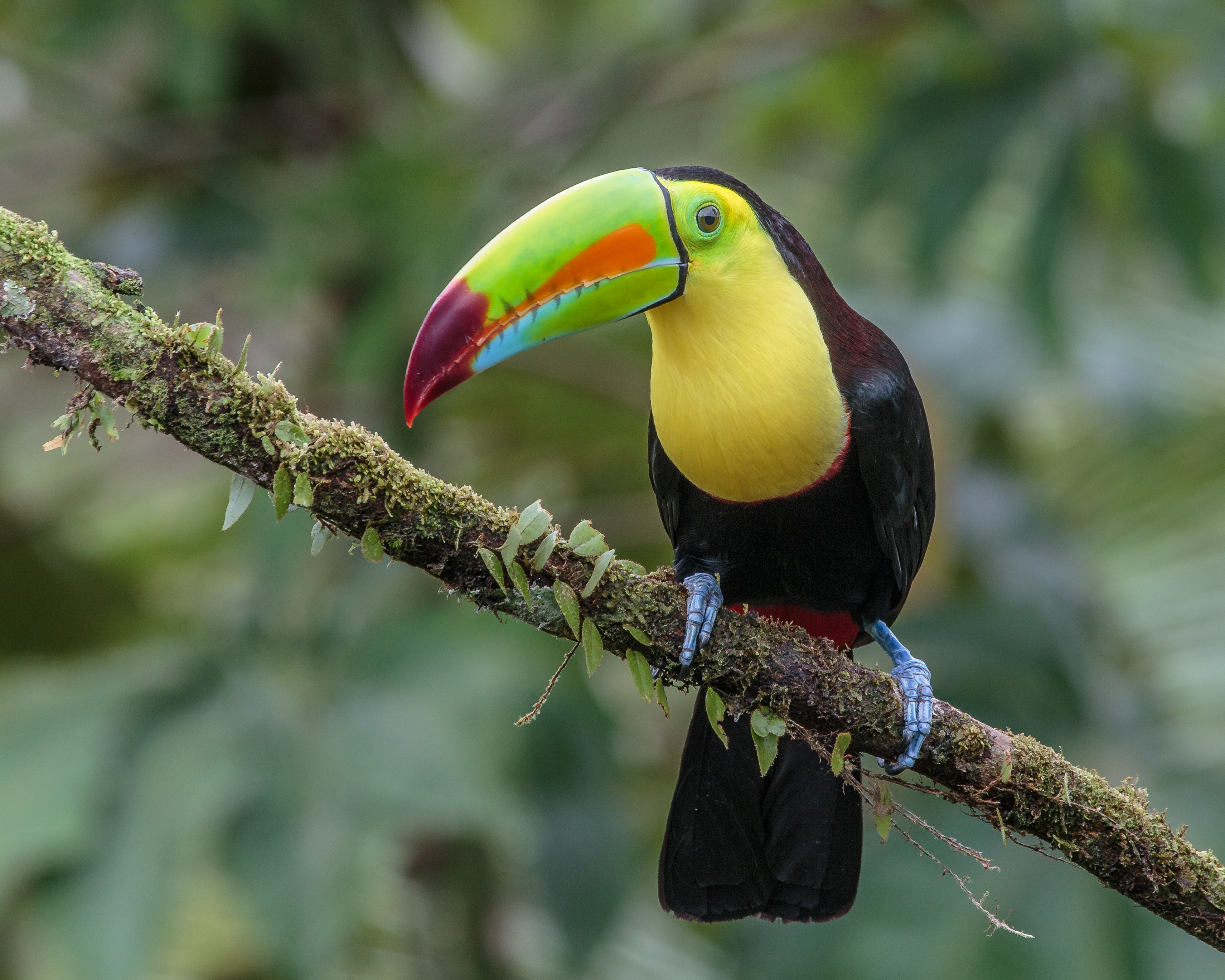 keel billed toucan beak