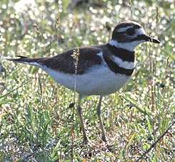 File:Killdeer59.jpg