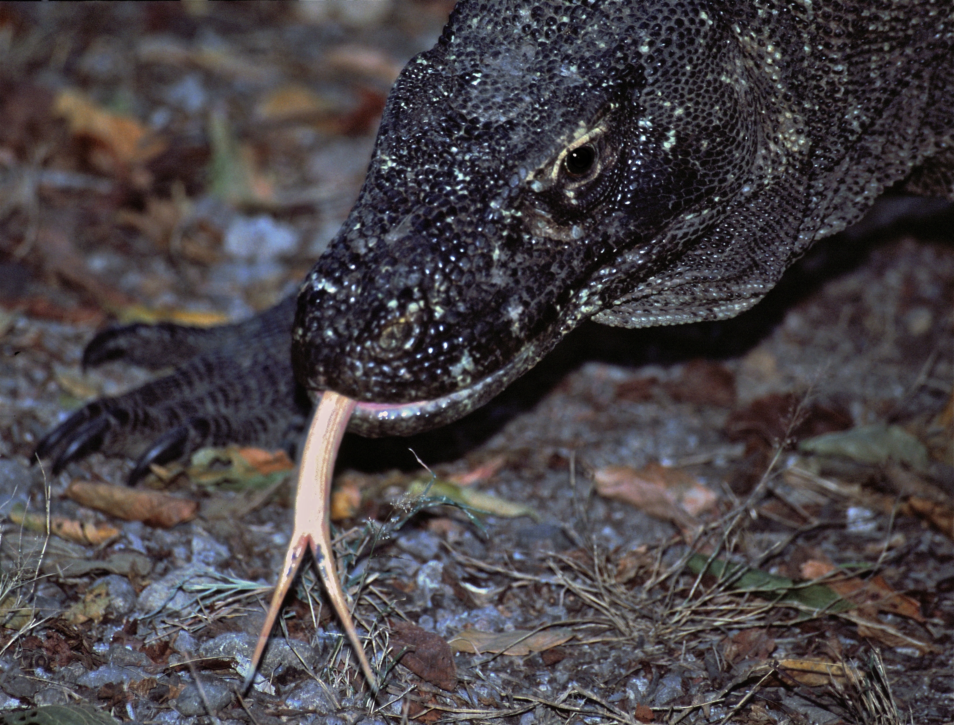 Komodo Dragon Varanus komodoensis (7880673586).jpg