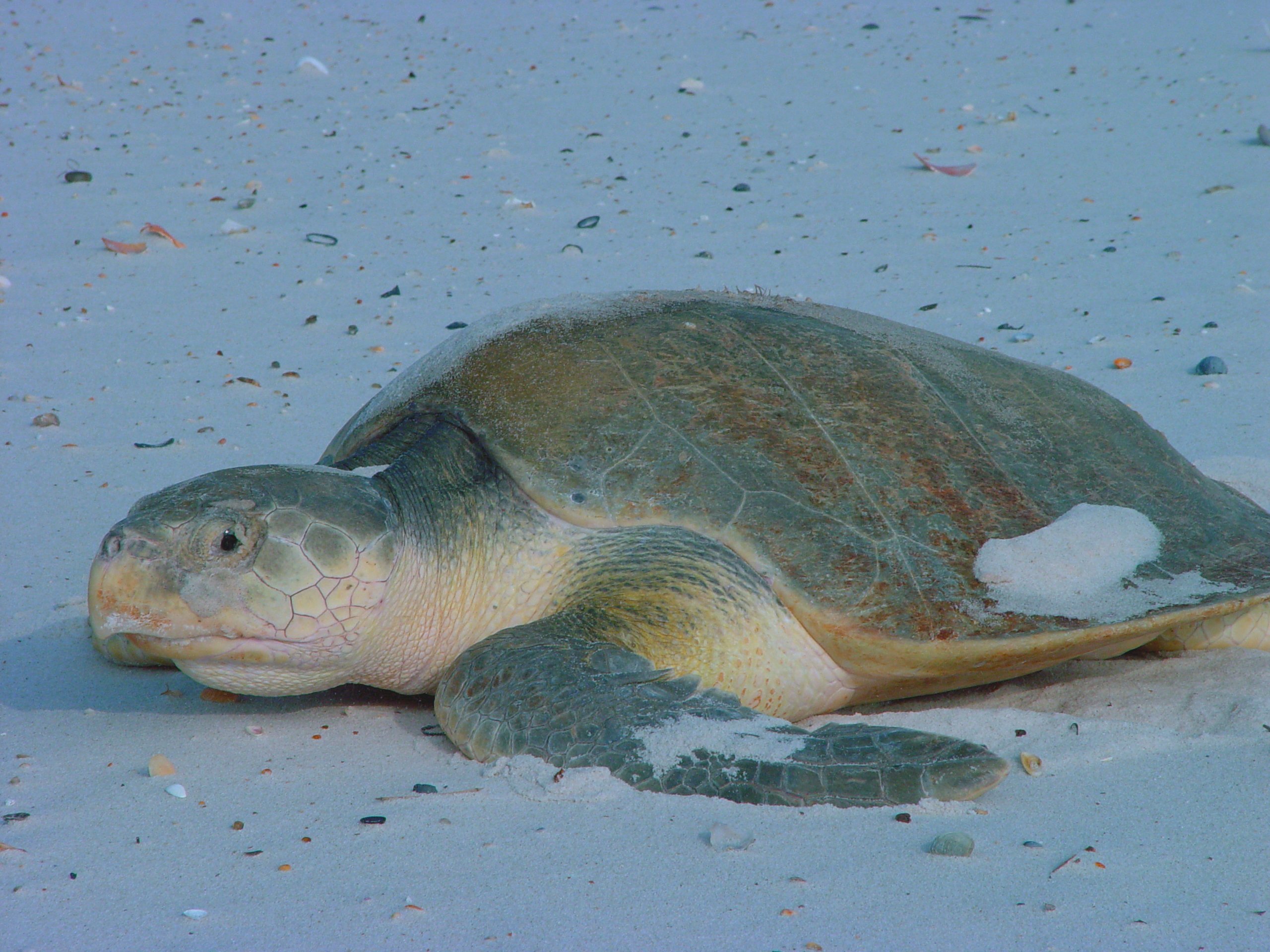 How rare is Kemp's Ridley sea turtle?