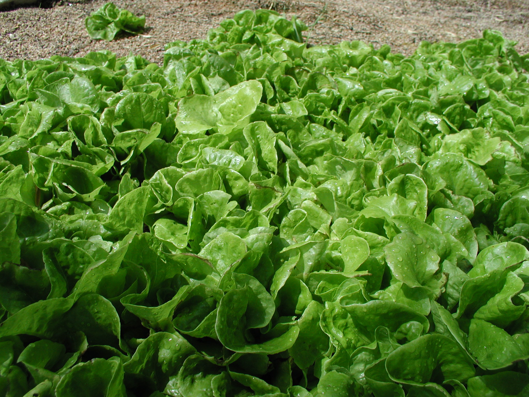 a lot of lettuce growing in a sand ploy