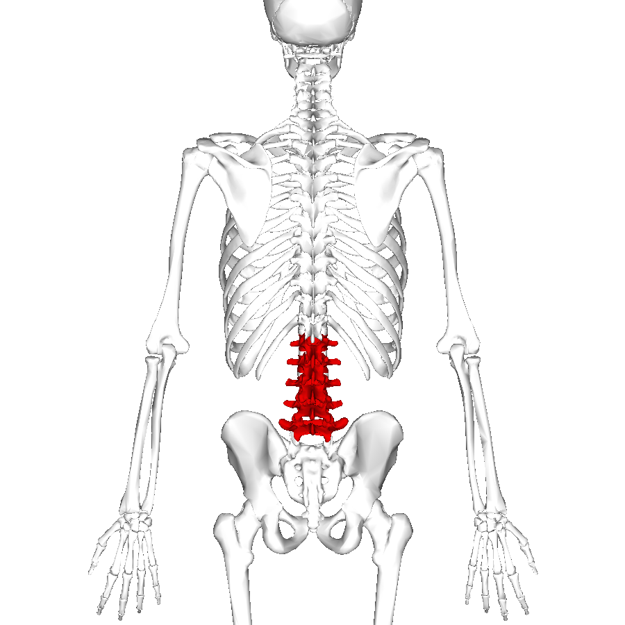 File Lumbar Vertebrae Posterior Png Wikimedia Commons