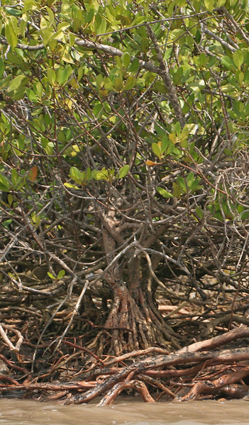 File:Lumnitzera racemosa, Black Mangrove W IMG 6949.jpg