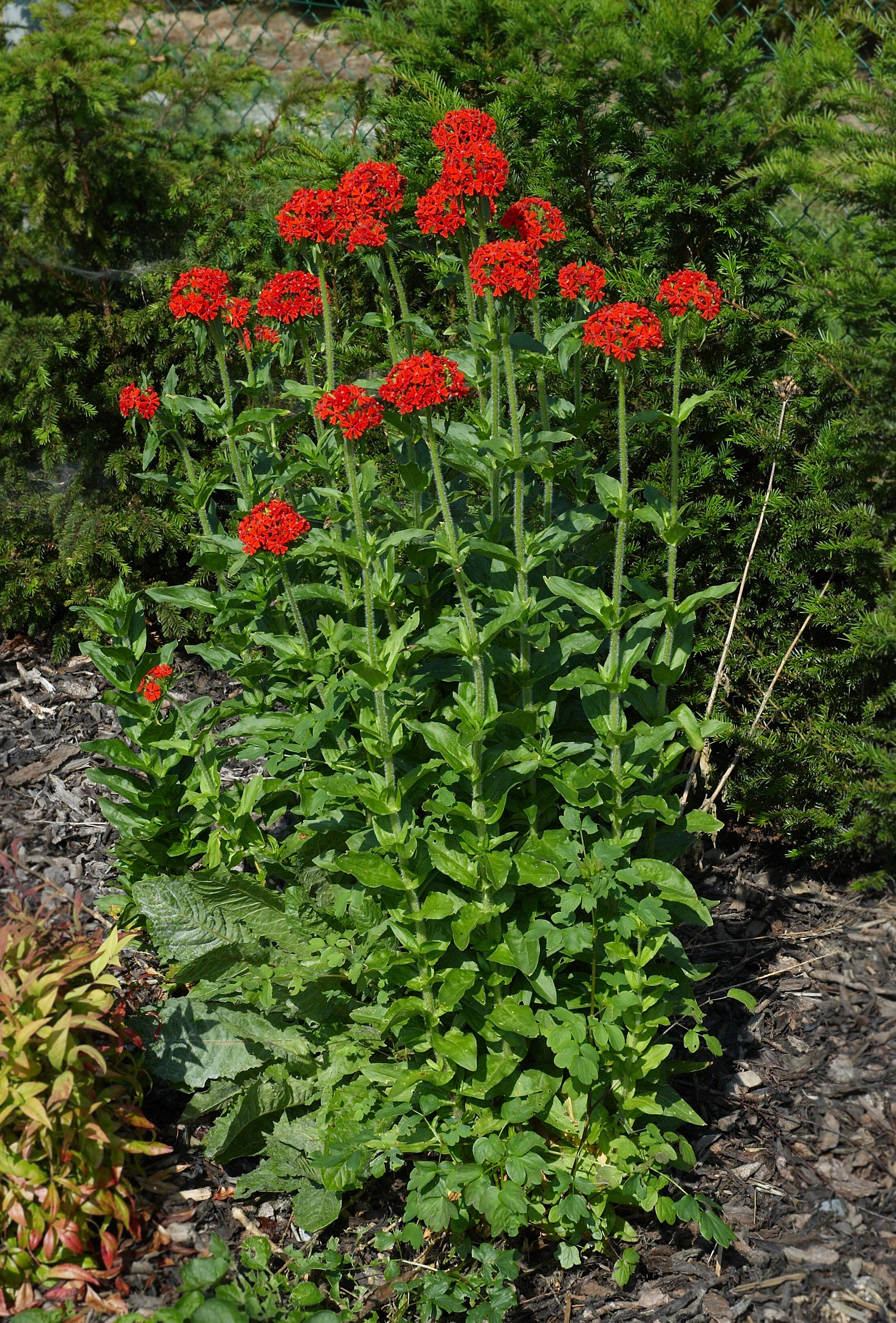 Лихнис халцедонский (Lychnis chalcedonica)