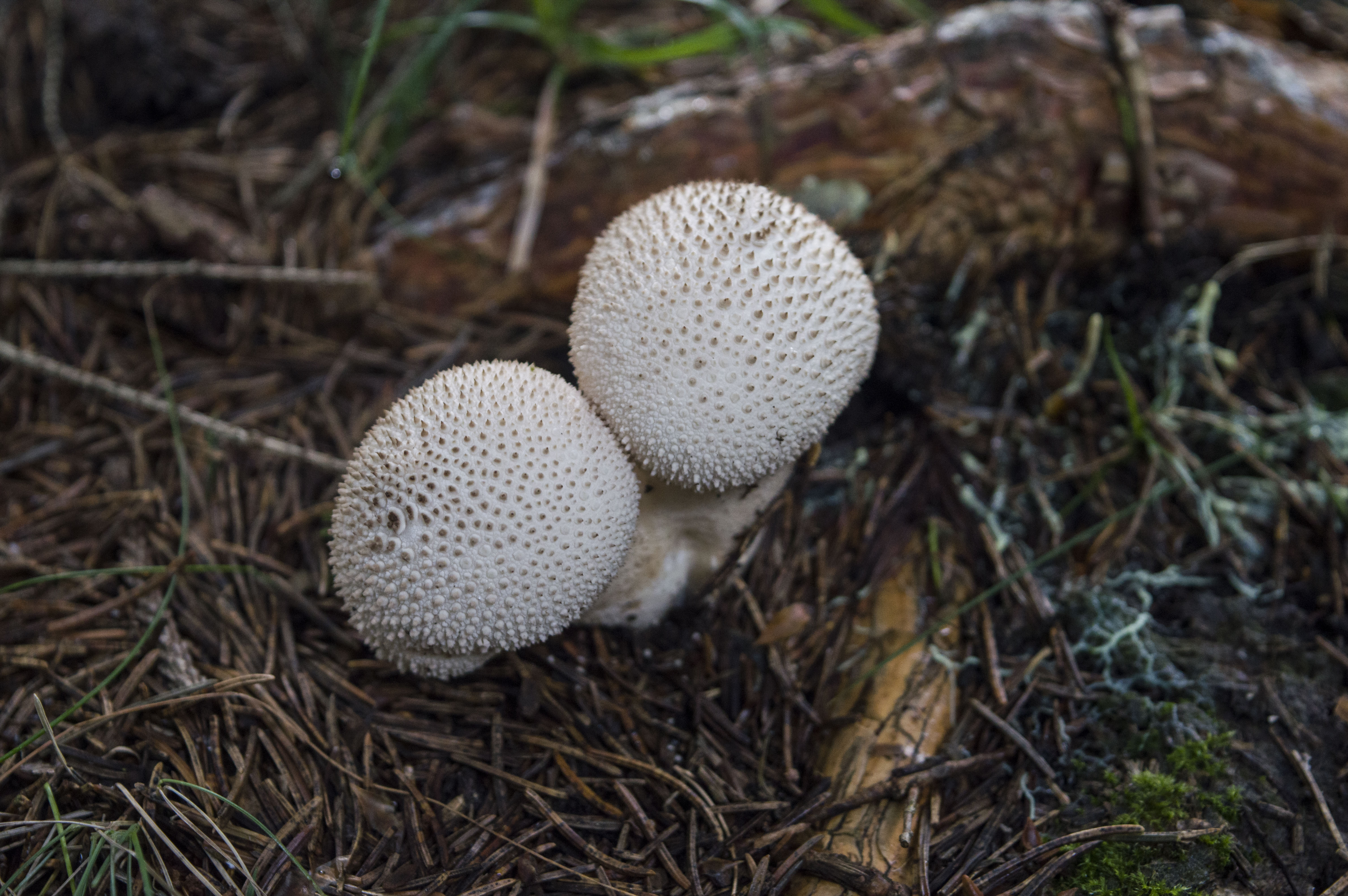 Lycoperdon perlatum - Wikipedia