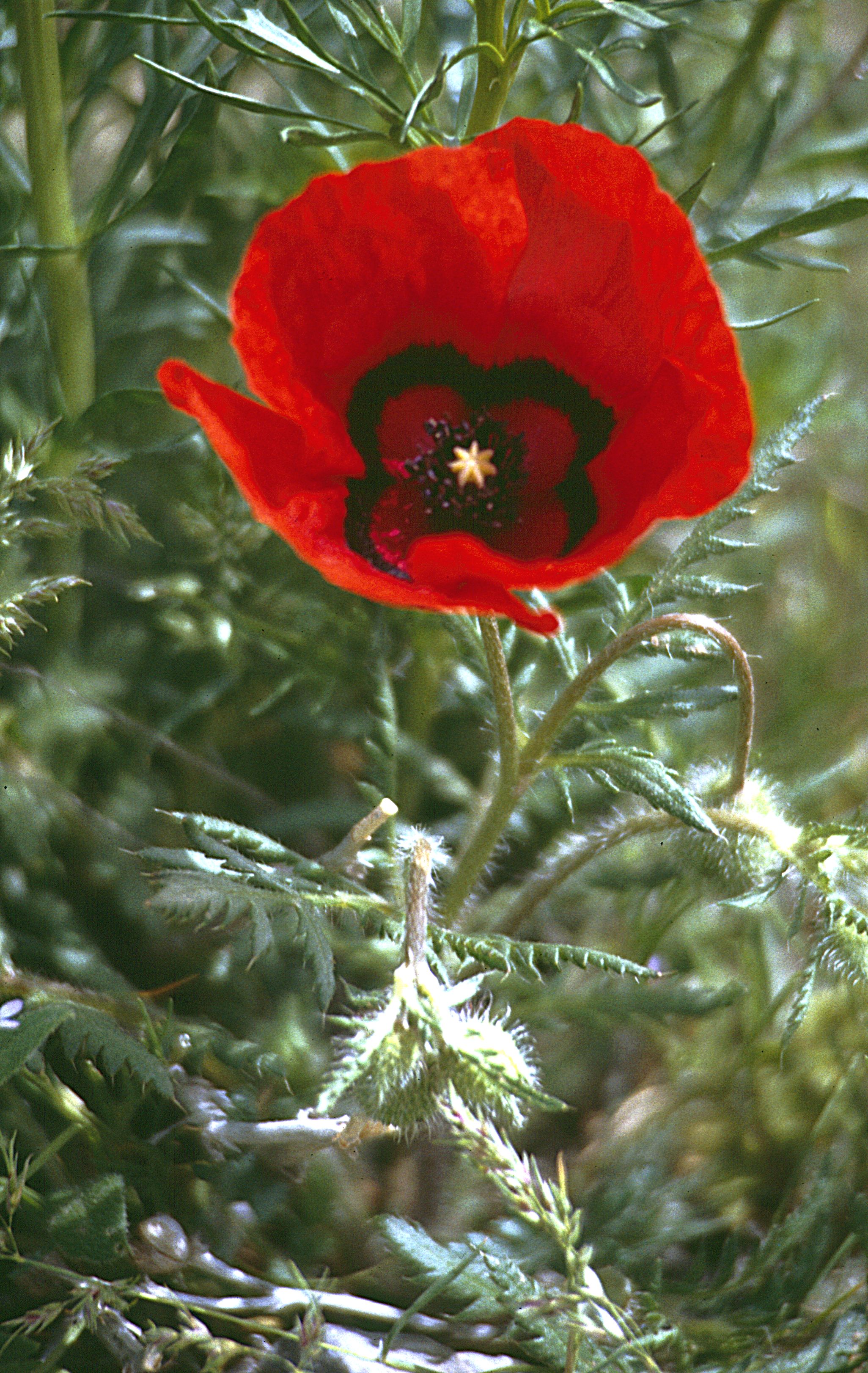 Papaver