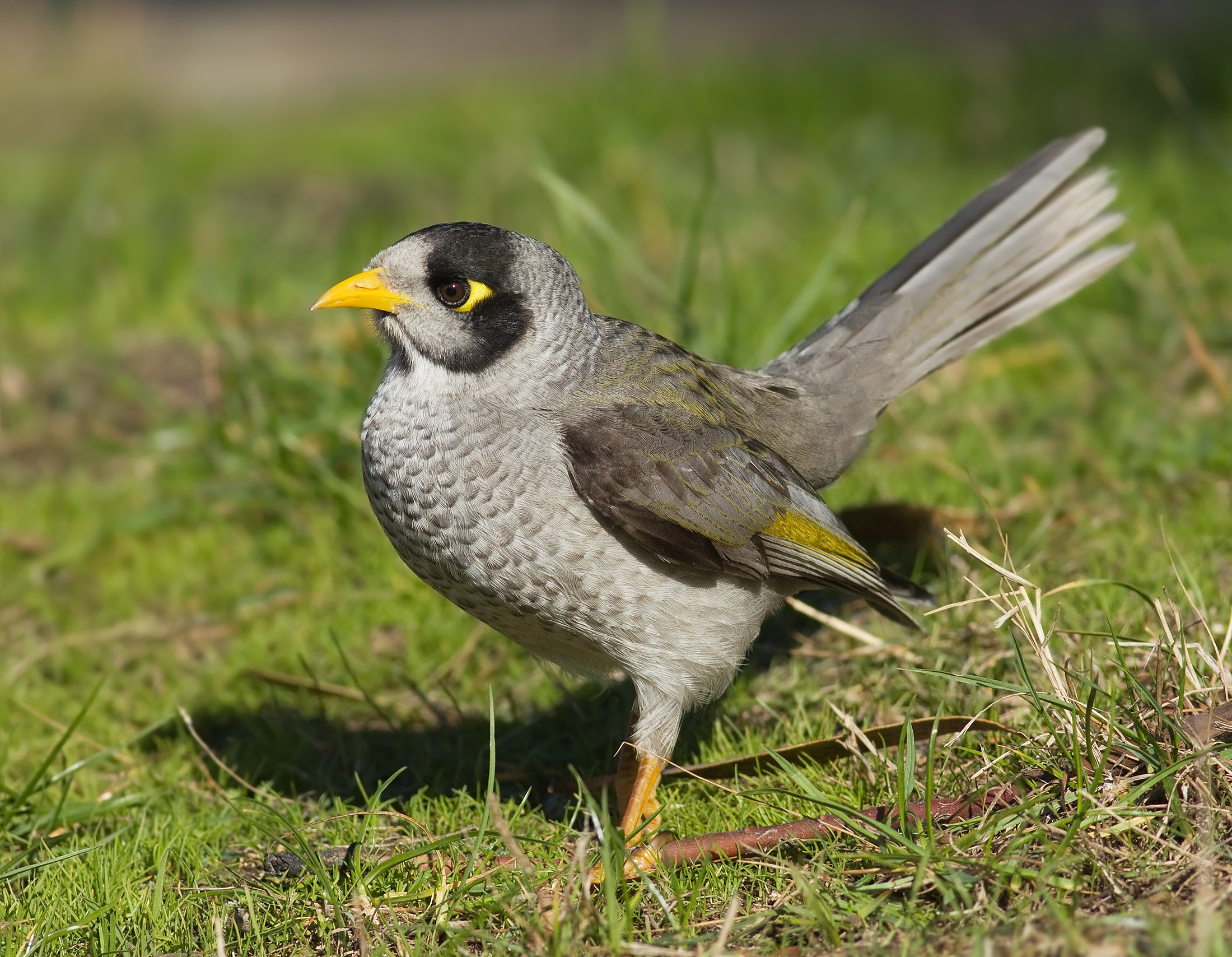 Australian Bird Identification Chart