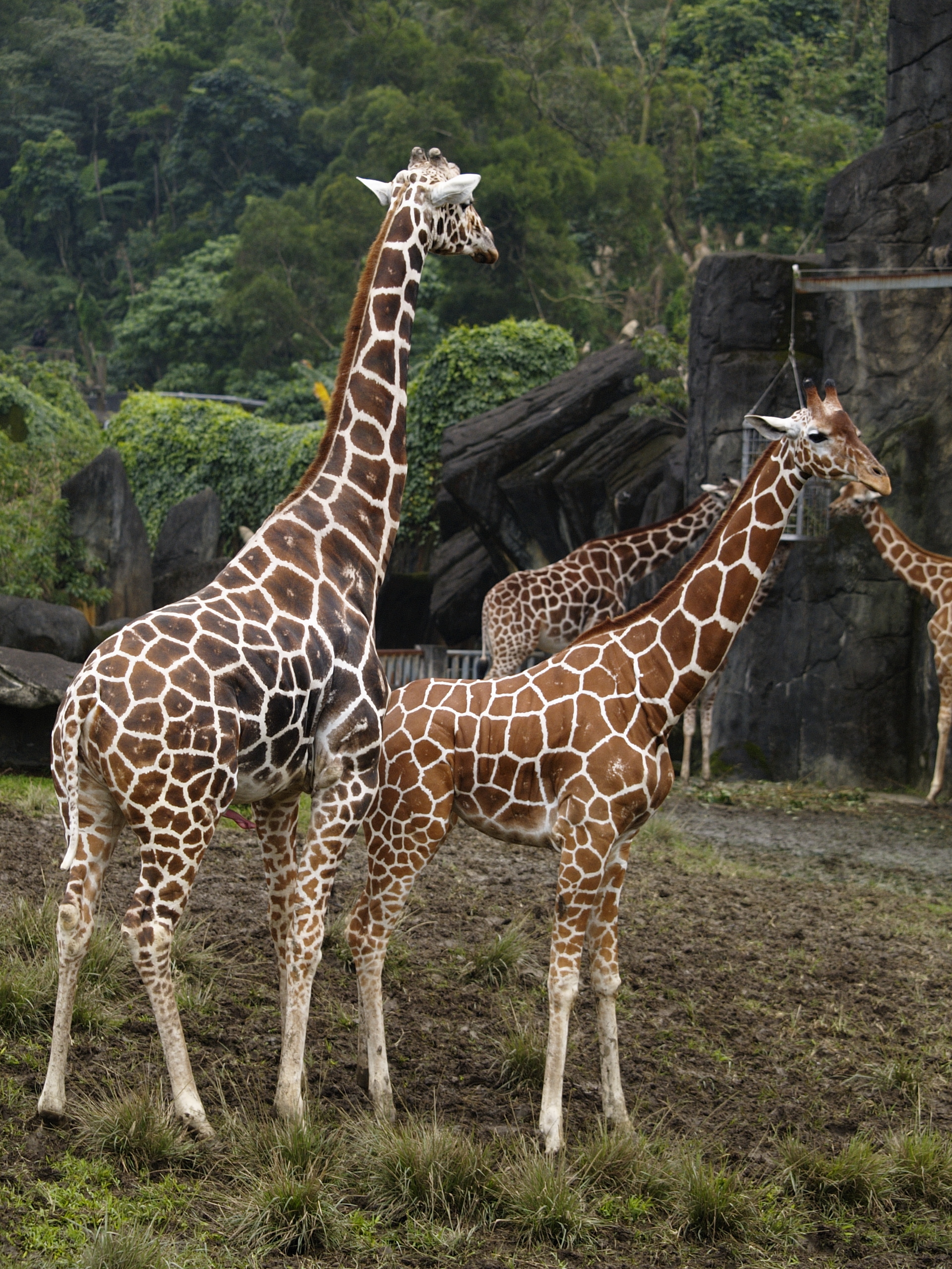 giraffes mating gif
