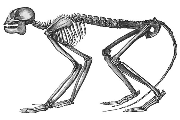 File:Mesopithecus.jpg