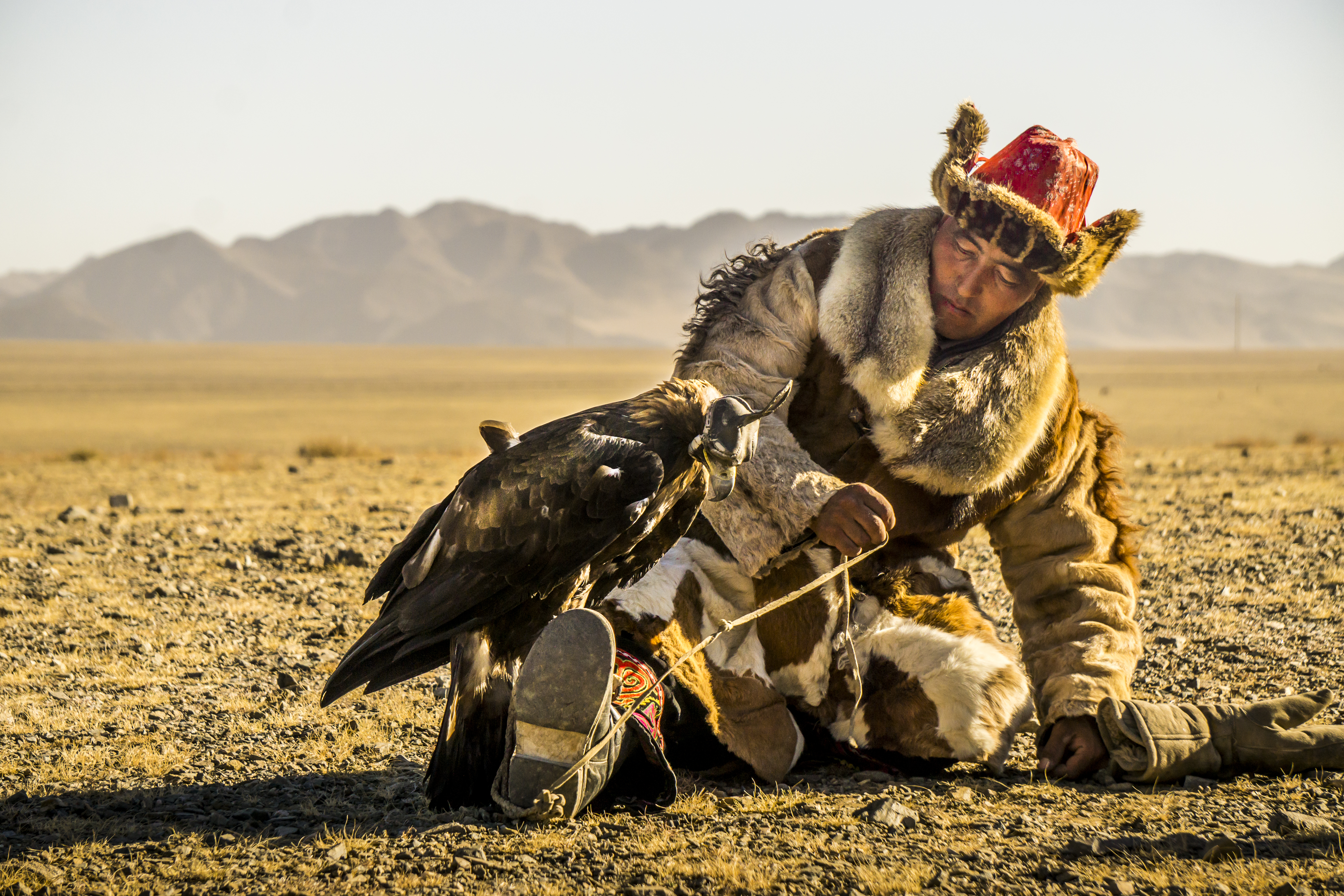A Mongolian man inspects his golden eagle (Aquila chrysaetos) before competing in an eagle hunting contest in northern Mongolia