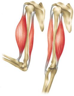 Bíceps Tríceps Músculos Antagonistas Bíceps Principal Flexor Antebraço  Tríceps Músculo imagem vetorial de edesignua© 374741346
