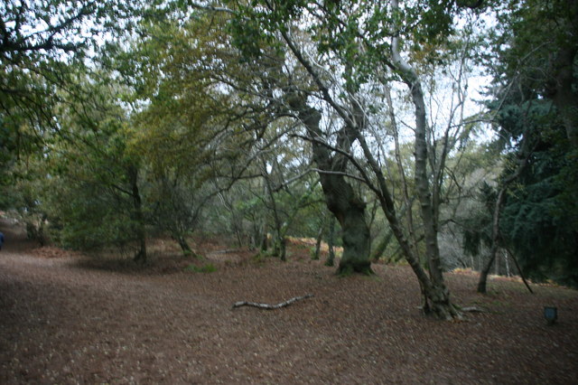 North Downs Way, St Martha's Hill - geograph.org.uk - 3300524