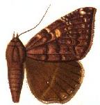 Ophisma fulvipuncta