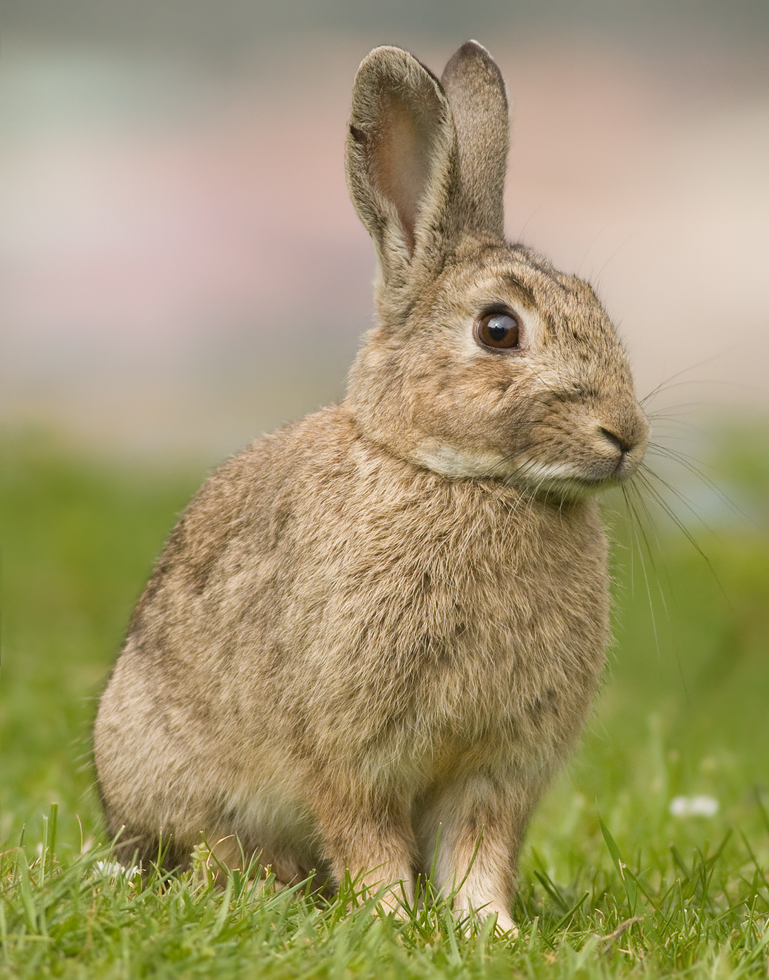 European rabbit - Wikipedia