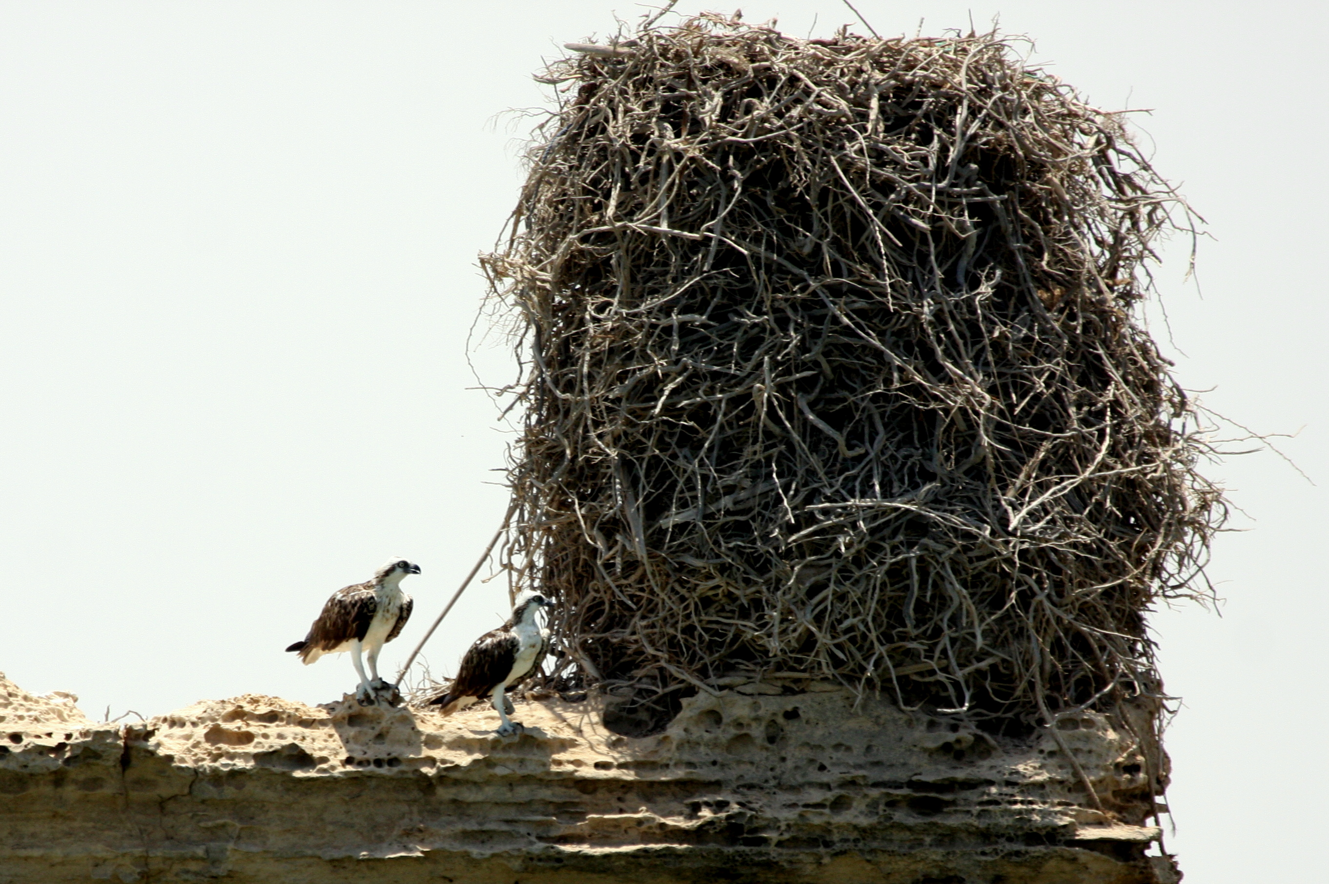 Nido de las aves