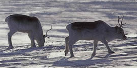 Peary caribou