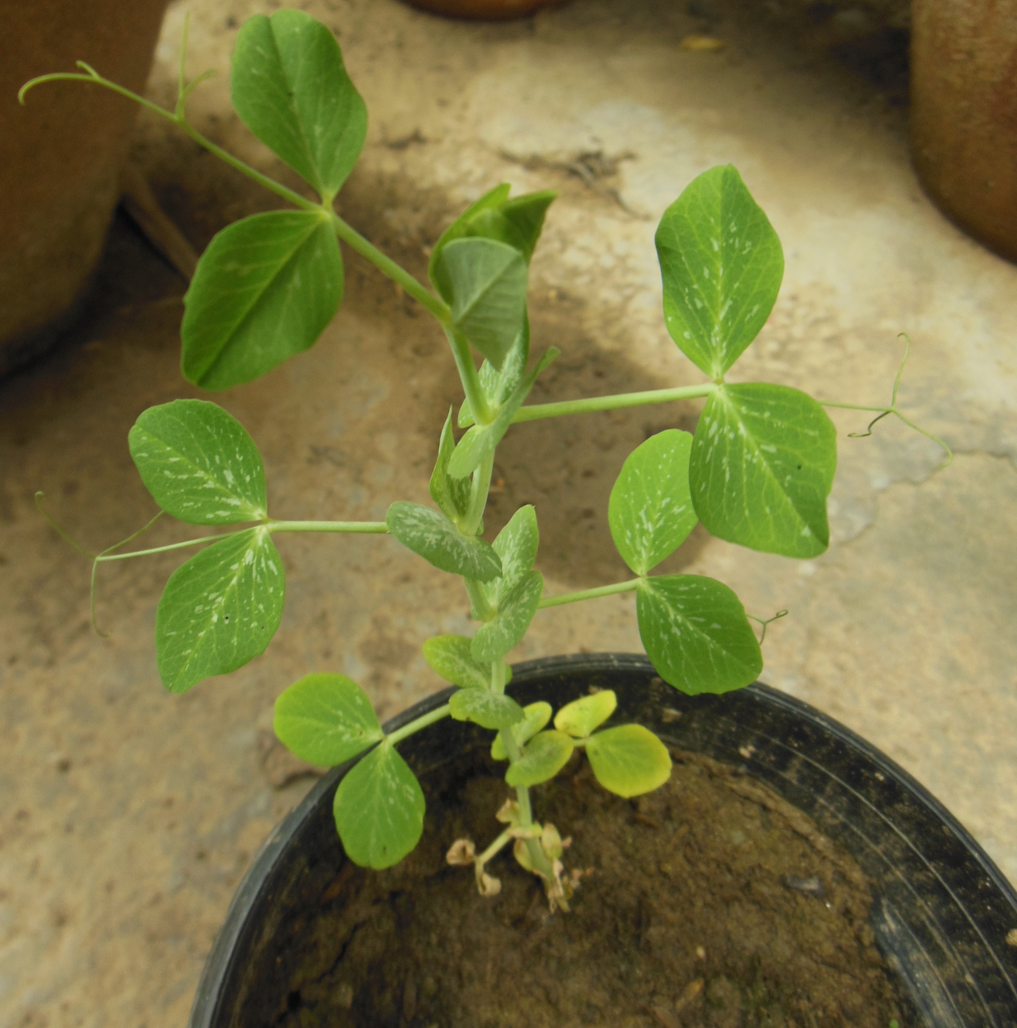 Pea plants