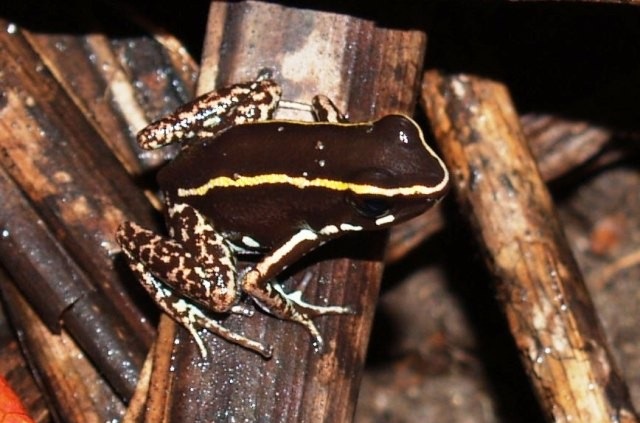 Poison dart frog - Wikipedia
