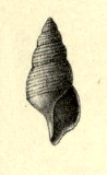 <i>Probuccinum archibenthale</i> Species of gastropod